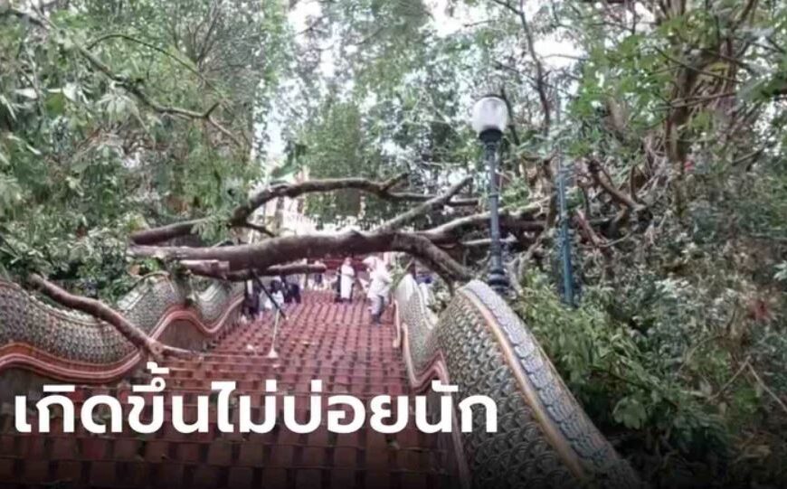 เกิดขึ้นไม่บ่อยนัก!! “ลมหลวง” พัดถล่มวัดดอยสุเทพ ต้นไม้ใหญ่ล้มขวางบันไดนาค ทั้งพระทั้งโย…